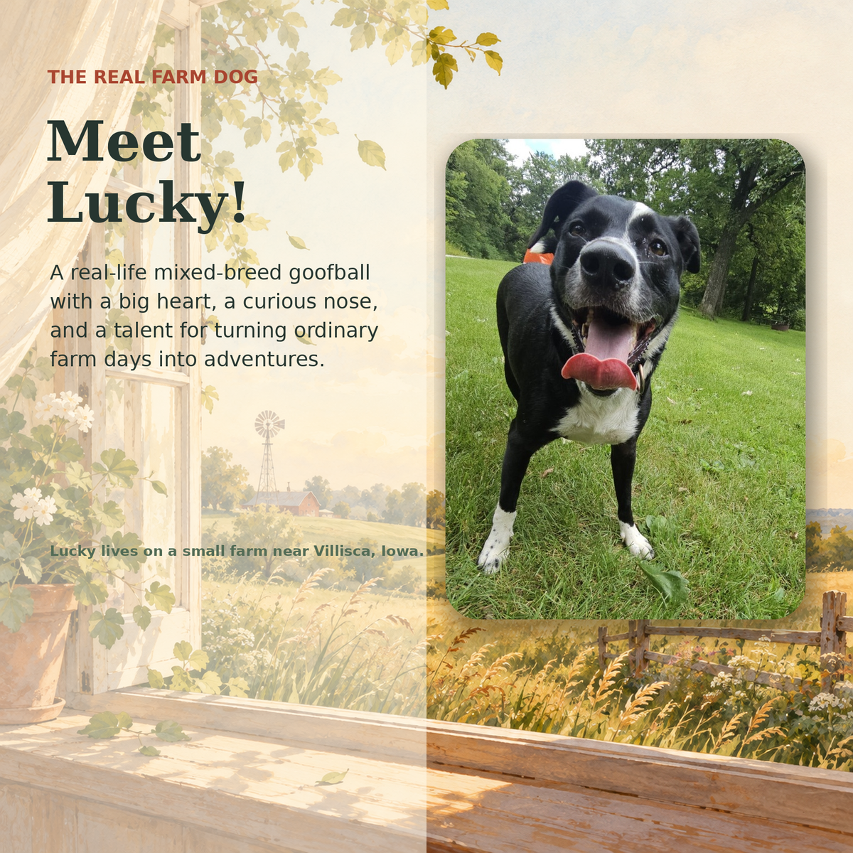Meet Lucky, the real mixed-breed dog who inspired the story